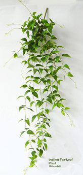 Trailing Clematis Plant