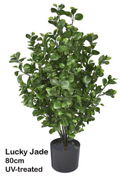 UV-Bush Lucky Jade 80cm