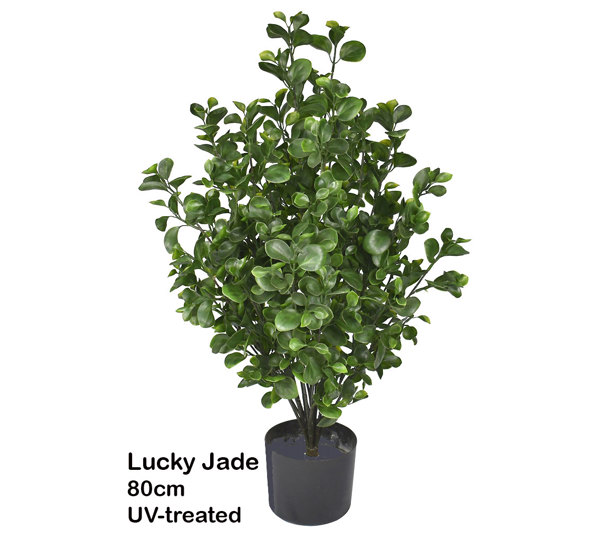 UV-Bush Lucky Jade 80cm