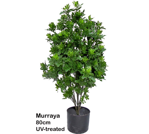 UV-Bush Murraya 80cm