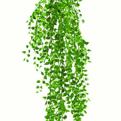 UV-Trailer: Asparagus Fern [light-green] - artificial plants, flowers & trees - image 4