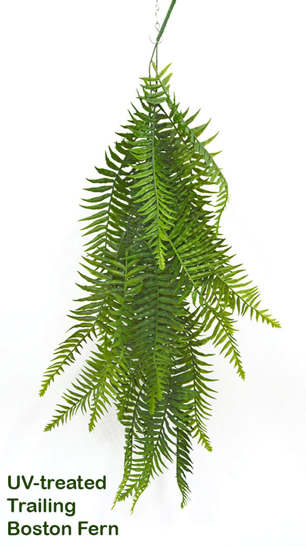 Boston Fern- trailing UV-treated