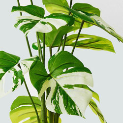 Variegated Monstera Plant - artificial plants, flowers & trees - image 1