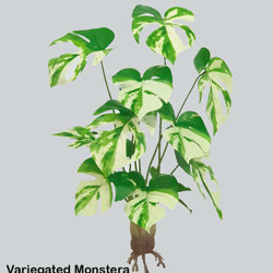 Variegated Monstera Plant - artificial plants, flowers & trees - image 3