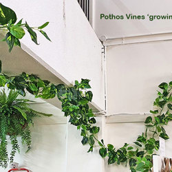 Fake Vines [Artificial Trailing Vines] - Pothos Garland - artificial plants, flowers & trees - image 5