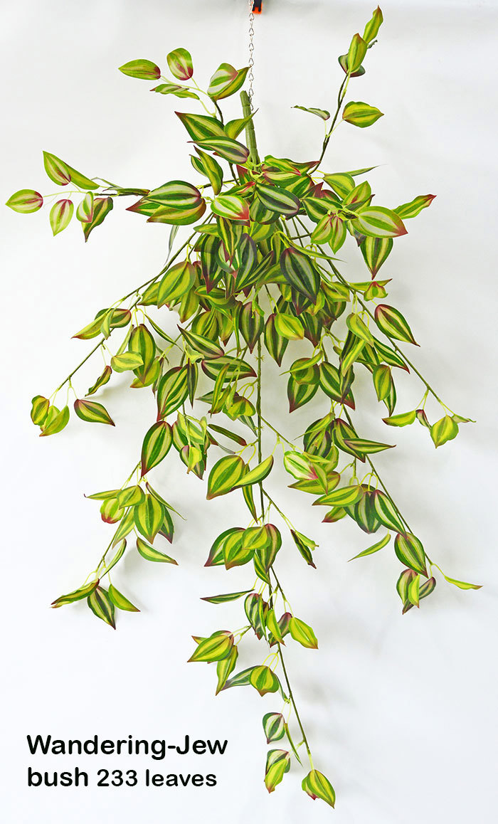 Trailing Bush- lge Wandering Jew