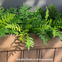 Xanadu Bush UV-treated x 10 pieces - artificial plants, flowers & trees - image 4