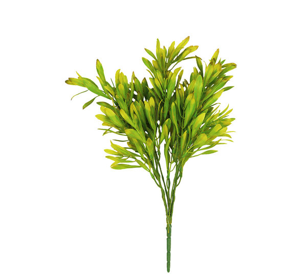 Golden Laurel UV-treated