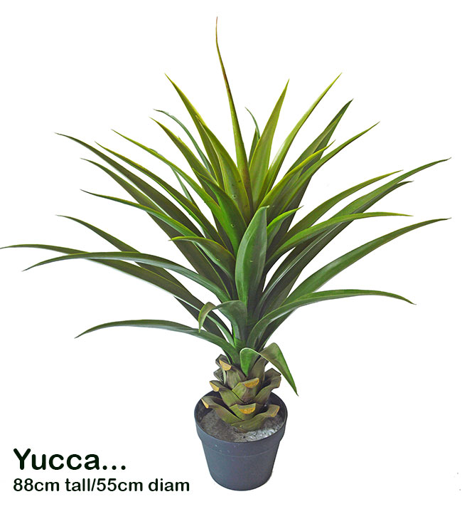 Yucca- 88cm in plastic pot