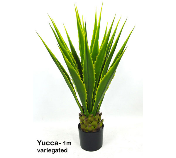 Yucca- variegated 1m