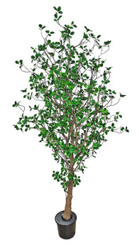 Lilly Pilly 1.7m 