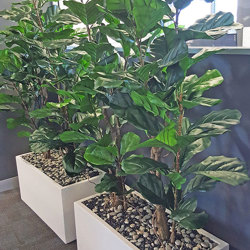 Trough Planters- with Fiddle-Leaf Ficus 1.65m tall - artificial plants, flowers & trees - image 2