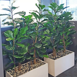 Trough Planters- with Fiddle-Leaf Ficus 1.35m tall - artificial plants, flowers & trees - image 6