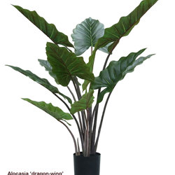 Alocasia 'dragon-wing' 1.1m sml - artificial plants, flowers & trees - image 9
