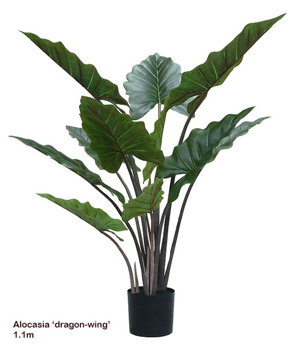 Articial Plants - Alocasia 'dragon-wing' 1.1m sml