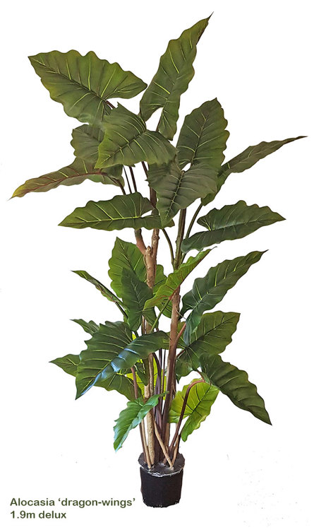 Articial Plants - Alocasia 'dragon-wing' 1.9m delux