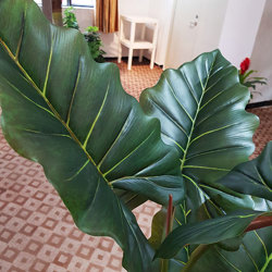 Alocasia 'dragon-wing' 1.1m sml - artificial plants, flowers & trees - image 1