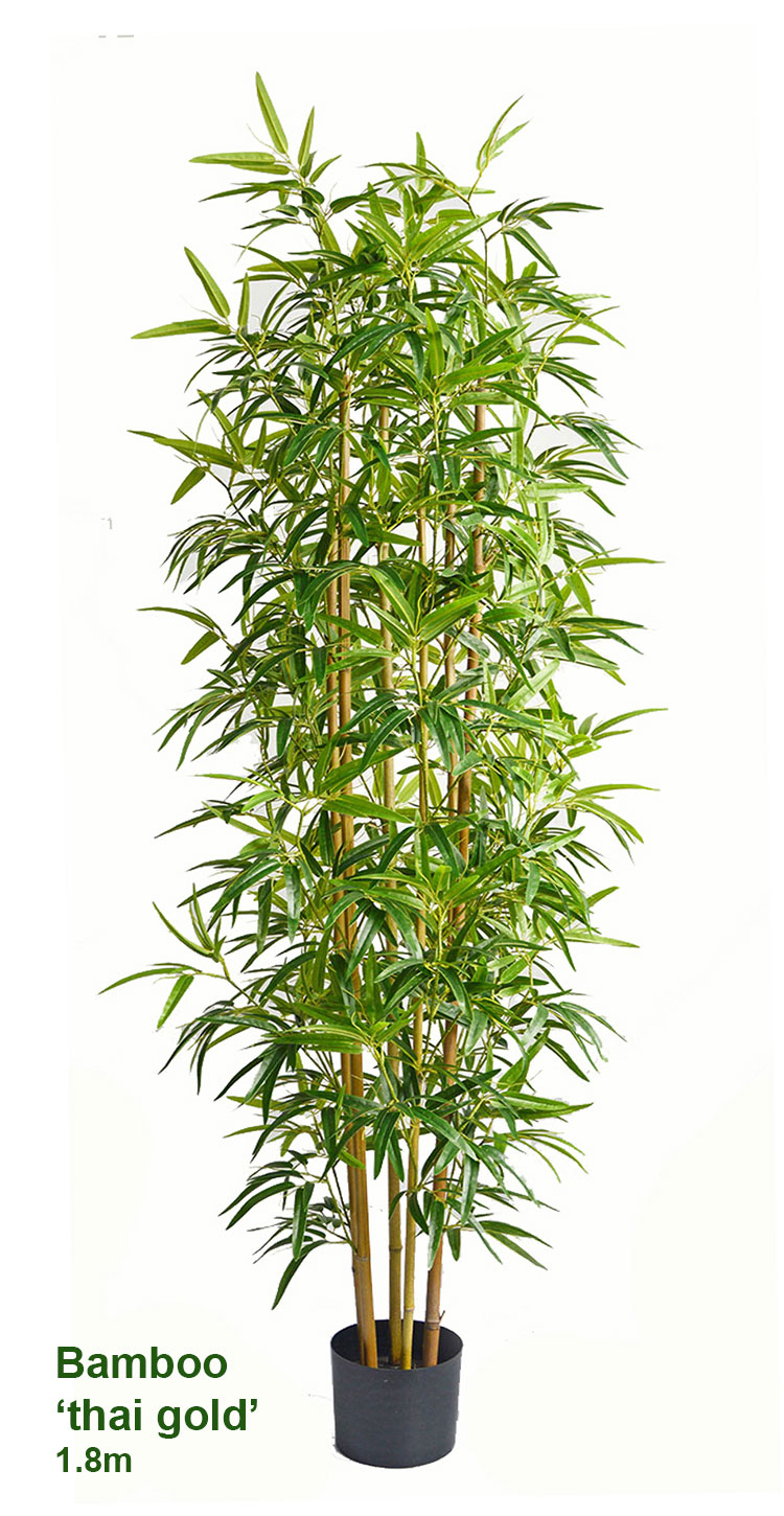 Bamboo 'thai gold' 1.8m