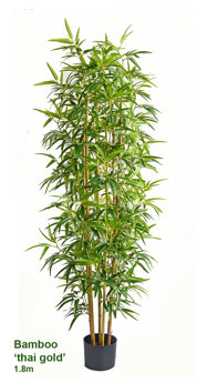 Bamboo 'thai gold' 1.8m