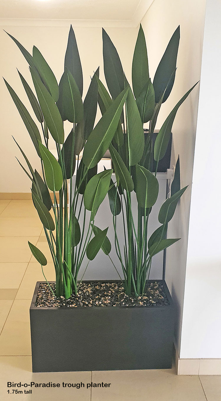 Trough Planters- with Bird-o-Paradise 1.75m tall 