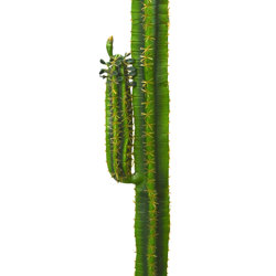Arizona Cactus 1.2m - artificial plants, flowers & trees - image 1