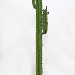 Arizona Cactus 1.2m - artificial plants, flowers & trees - image 3