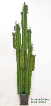 Cactii- Arizona Cactus 2m triple-stem