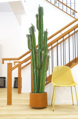 Artificial Cactus, Yuccas & Succulents