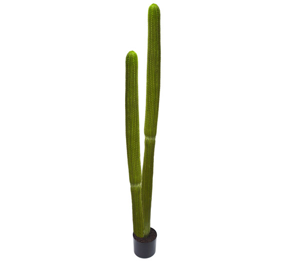 Cactii- Column Cactus double-trunk 1.5m