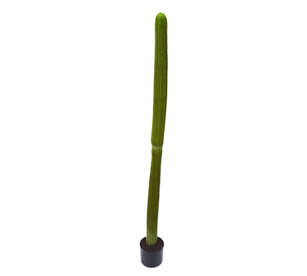 Cactii- Column Cactus 1.45m