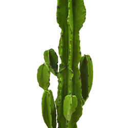 Cactii- San Pedro Cactus 1.2m - artificial plants, flowers & trees - image 9