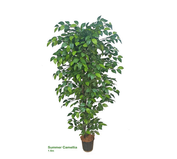 Summer Camellia 1.6m