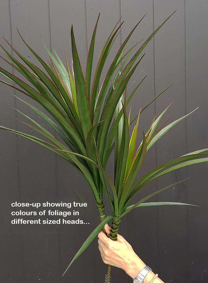 Dracaena- mini-yucca 1.8m with 8 heads