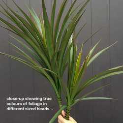 Dracaena- mini-yucca 1.8m with 8 heads - artificial plants, flowers & trees - image 1