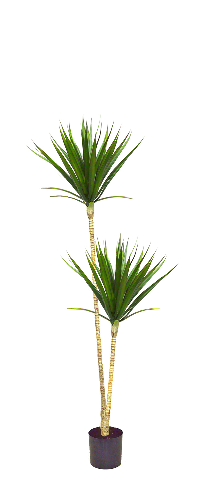 Dracaena marginata- 1.2m with 2 heads   