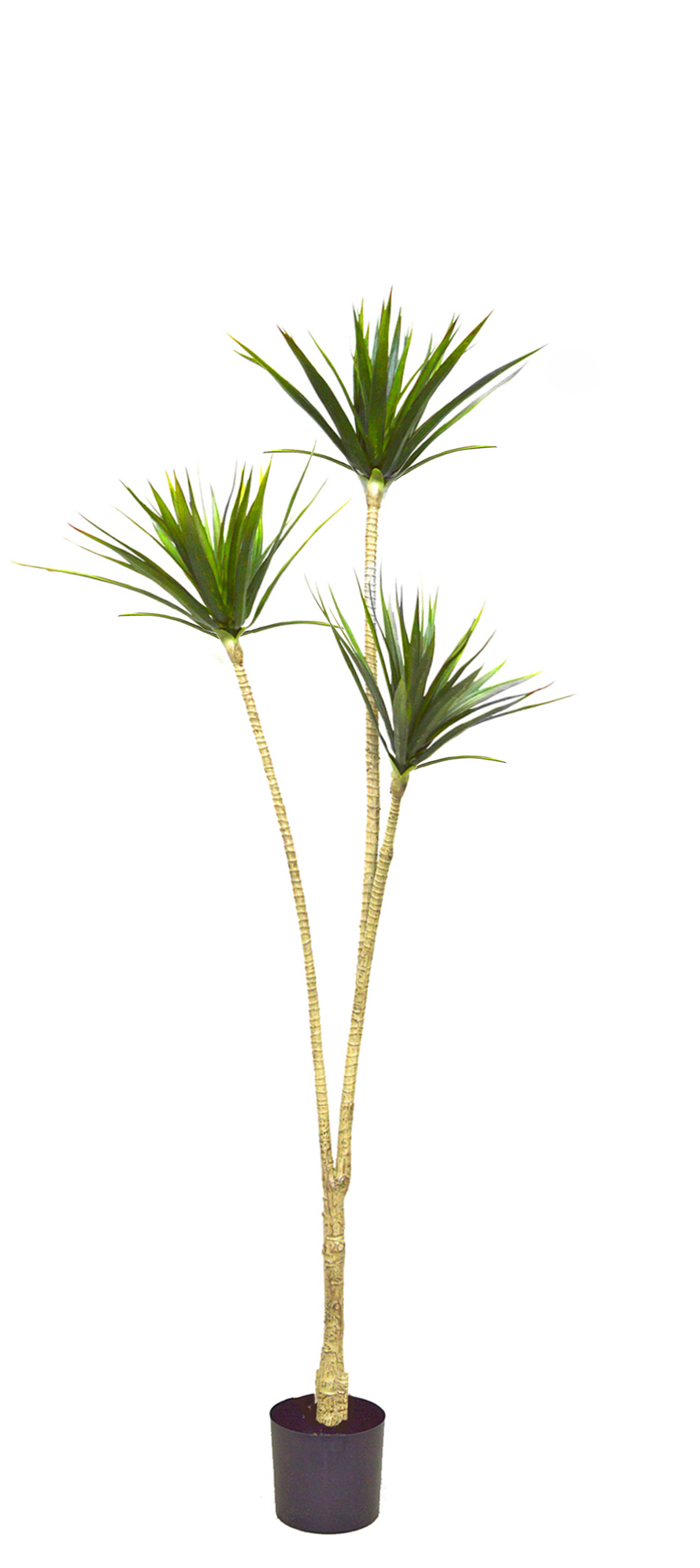 Dracaena Marginata Tree- 1.6m with 3 heads  