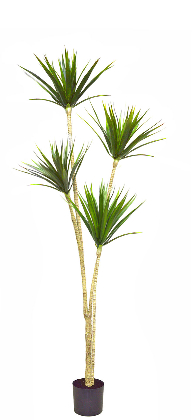 Dracaena Marginata Tree- 1.7m with 4 heads  