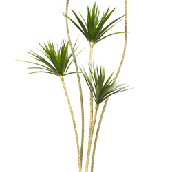 Dracaena Marginata Tree- 1.8m with 5 heads  - artificial plants, flowers & trees - image 6