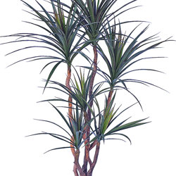 Dracaena- marginata 1.8m with 8 heads - artificial plants, flowers & trees - image 6