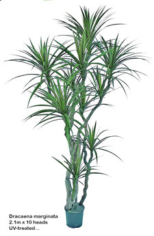 Dracaena- marginata 2.1m with 10 heads