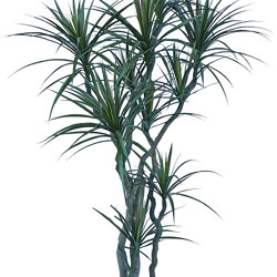 Dracaena- marginata 2.1m with 10 heads - artificial plants, flowers & trees - image 10