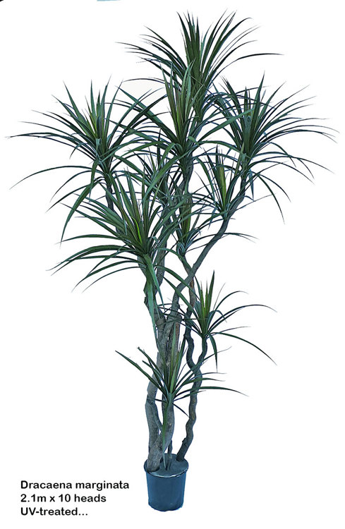 Articial Plants - Dracaena- marginata 2.1m with 10 heads