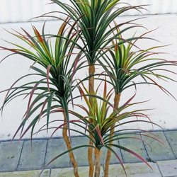 Draceana- short 'shiraz' 1.2m with 4 heads - artificial plants, flowers & trees - image 2