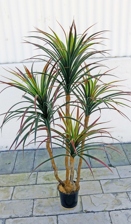Articial Plants - Dracaena- 'shiraz' 1.2m with 4 heads