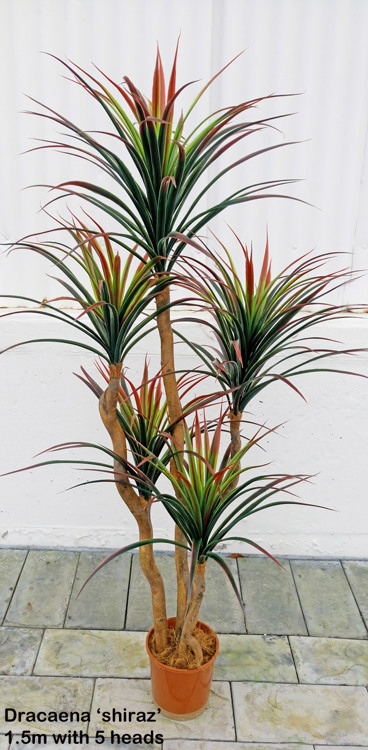 Articial Plants - Dracaena- 'shiraz' 1.5m with 6 heads
