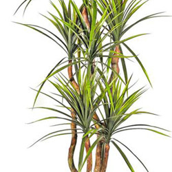 Draceana- marginata 1.2m with 4 heads - artificial plants, flowers & trees - image 2