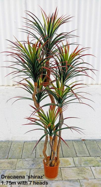 Articial Plants - Dracaena- 'shiraz' 1.9m with 9 heads