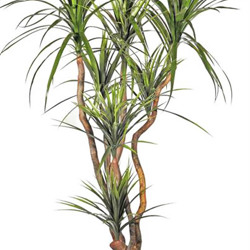 Draceana- marginata 1.2m with 4 heads - artificial plants, flowers & trees - image 3