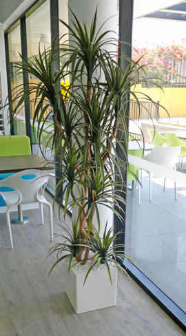 Dracaena- mini-yucca 1.5m with 6 heads