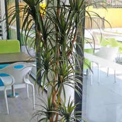 Dracaena- marginata 1.5m with 6 heads - artificial plants, flowers & trees - image 3